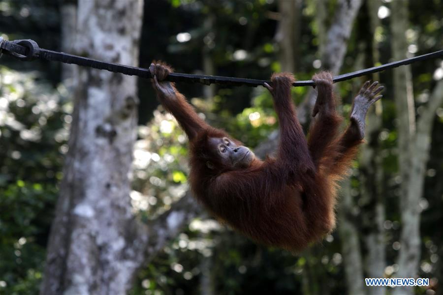 INDONESIA-ACEH-SUMATRAN ORANGUTANS-CONSERVATION