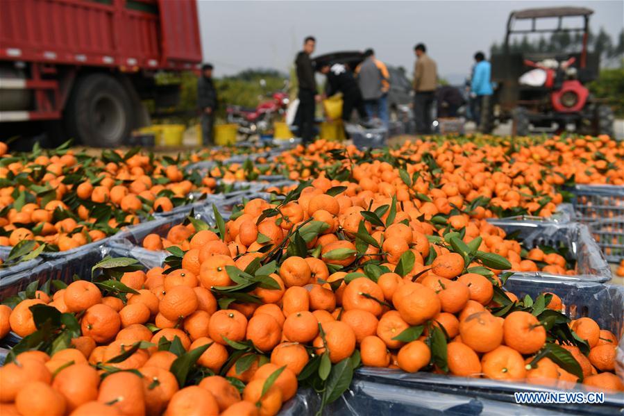 CHINA-GUANGXI-ORANGE-HARVEST (CN)