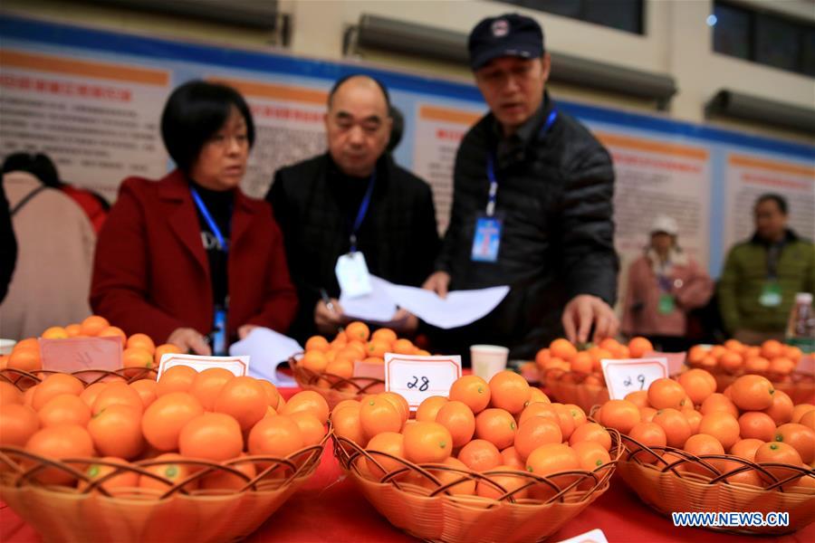 #CHINA-GUANGXI-KUMQUAT-COMPETITION (CN)