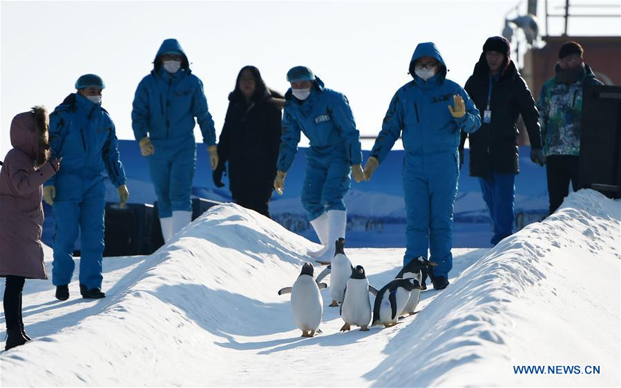 CHINA-HARBIN-PENGUIN-SNOWFIELD (CN)