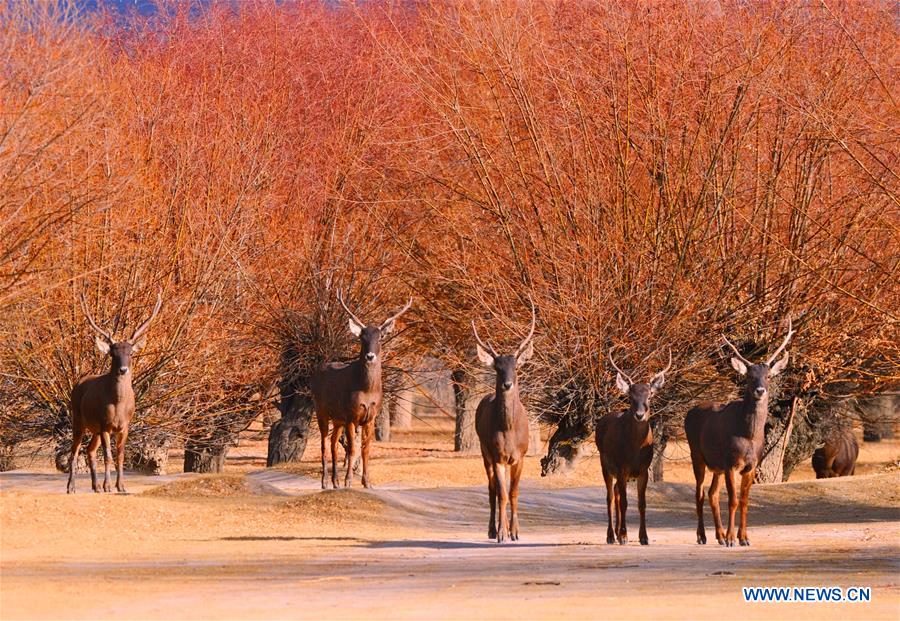 CHINA-TIBET-ANIMALS-WINTER HABITAT (CN)