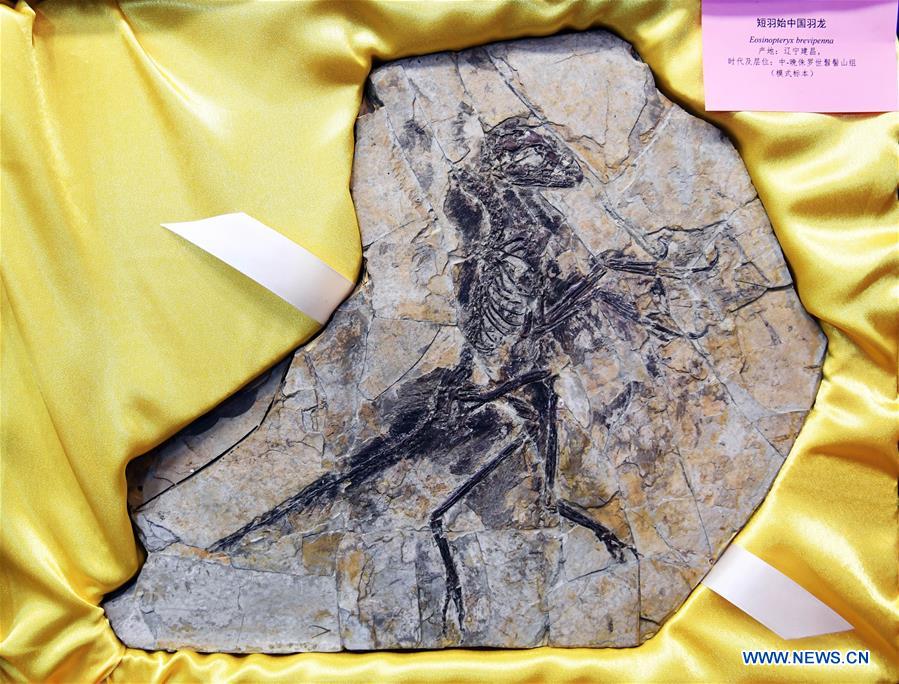 CHINA-LIAONING-SHENYANG-FOSSIL-RETURN (CN)