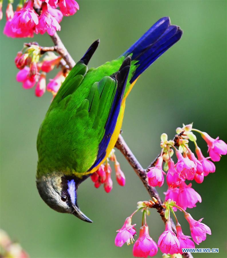 CHINA-FUJIAN-CHEERY BLOSSOM-BIRDS (CN)