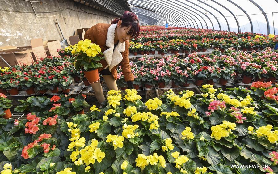 CHINA-HEBEI-FLOWER(CN)