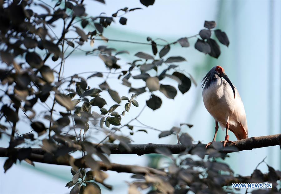 CHINA-SHAANXI-CRESTED IBIS (CN)