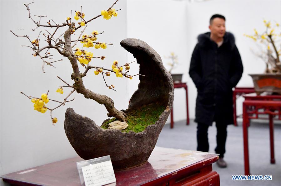 CHINA-ZHENGZHOU-WINTERSWEET-SHOW (CN)