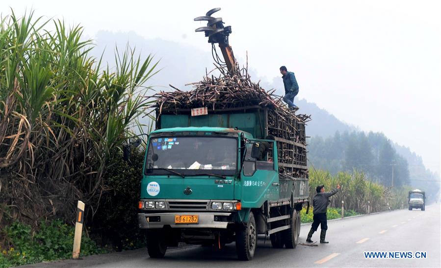 CHINA-GUANGXI-RONGSHUI-SUGARCANE HARVESTING (CN)