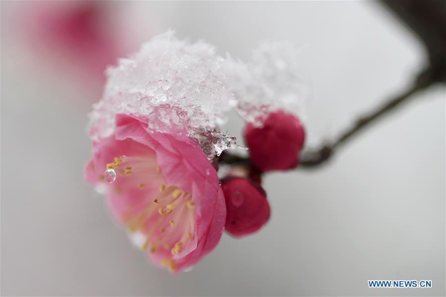 #CHINA-JIANGSU-PLUM BLOSSOM(CN)