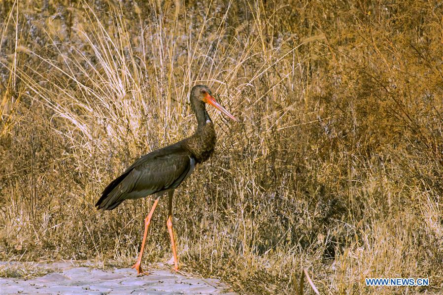 #CHINA-BEIJING-MIYUN RESERVOIR-BLACK STORKS (CN*)