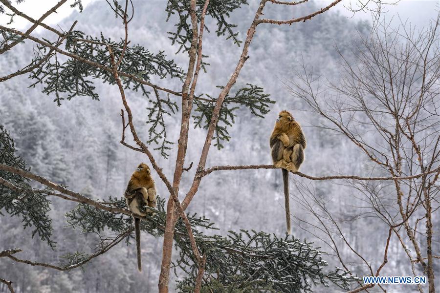 CHINA-HUBEI-SHENNONGJIA-GOLDEN MONKEY (CN)