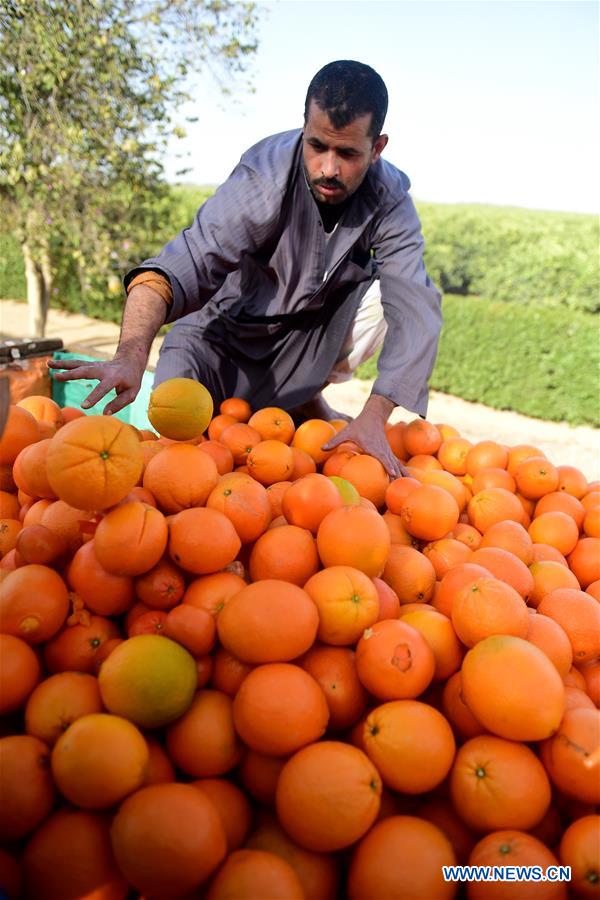 EGYPT-BEHEIRA-CITRUS-EXPORTER-CHINA