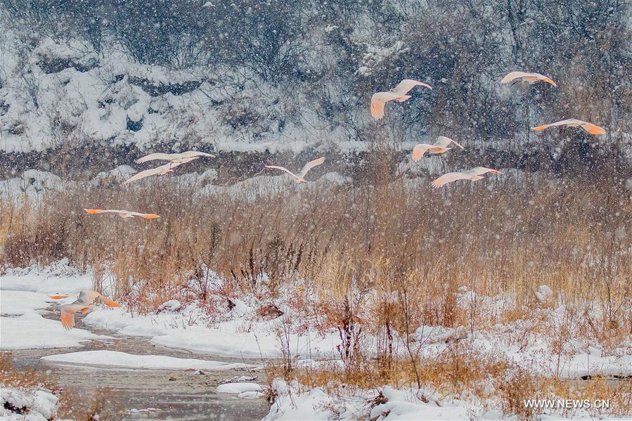 #CHINA-SHAANXI-WILD CRESTED IBIS (CN)