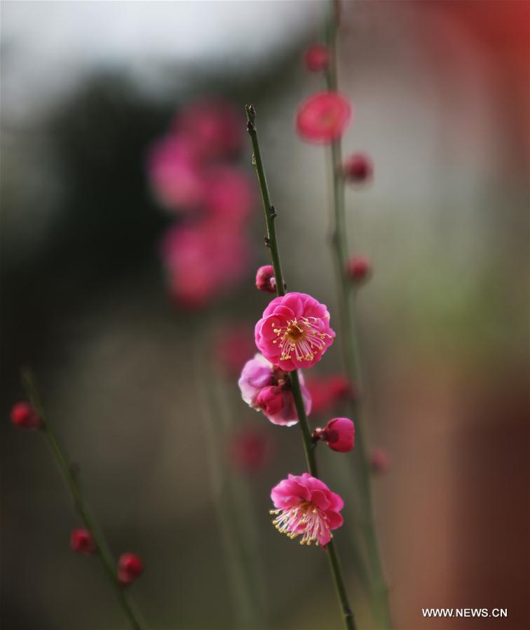 #CHINA-BEGINNING OF SPRING-FLOWER(CN) 