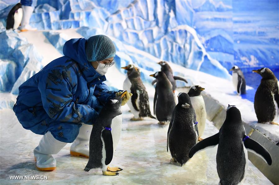 CHINA-HARBIN-PENGUIN (CN)