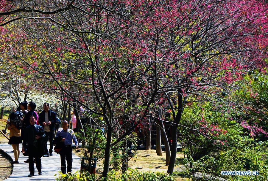 CHINA-FUJIAN-CHERRY BLOSSOM (CN)