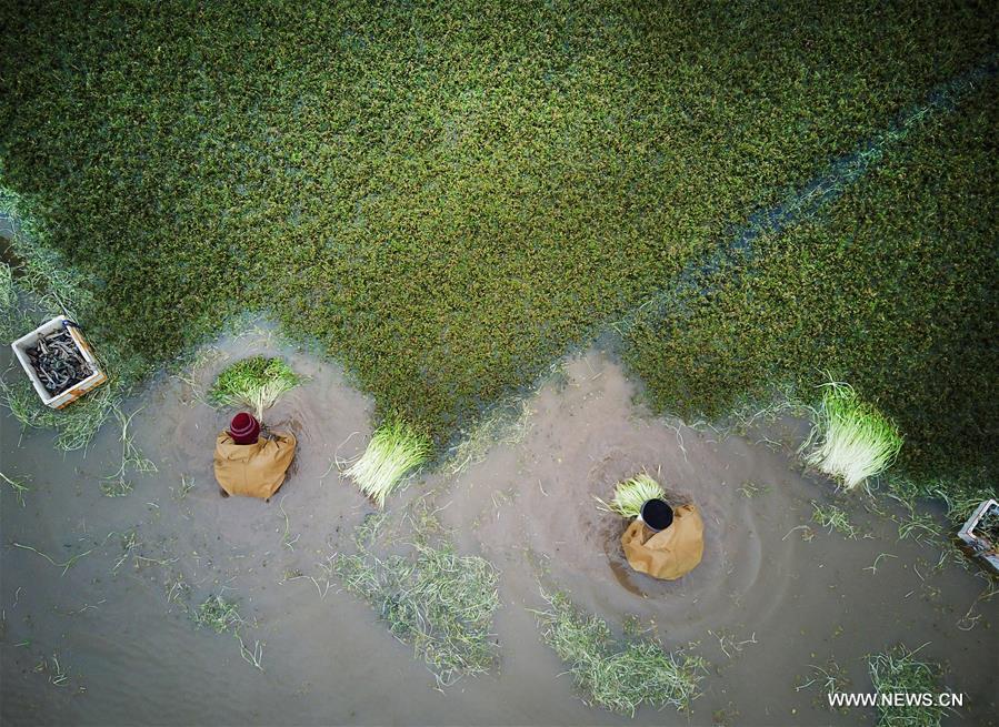 #CHINA-JIANGSU-NANTONG-FARM WORK (CN)