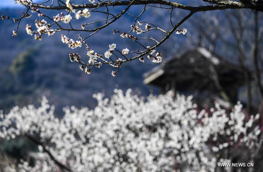 CHINA-ZHEJIANG-HANGZHOU-PLUM BLOSSOM (CN)