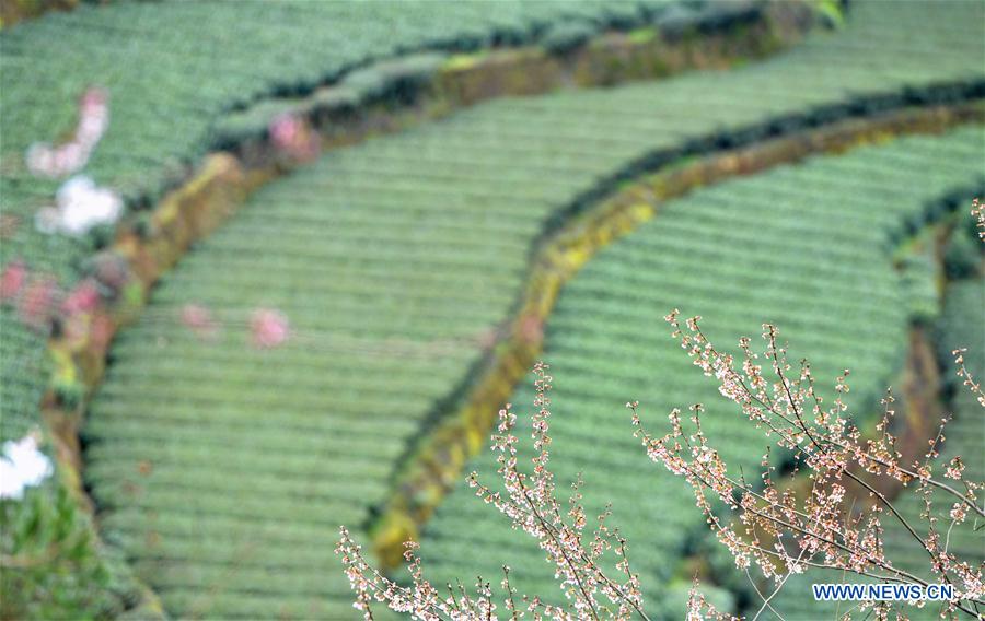 #CHINA-HUBEI-TEA GARDEN-SPRING SCENERY (CN)