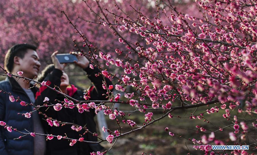 CHINA-ANHUI-RED PLUM BLOSSOM (CN)