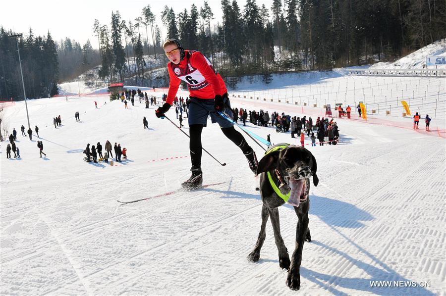 (SP)LATVIA-MADONA-SLED DOG RACE