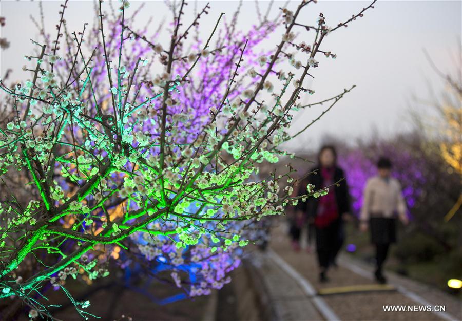 #CHINA-NANJING-PLUM BLOSSOMS (CN)