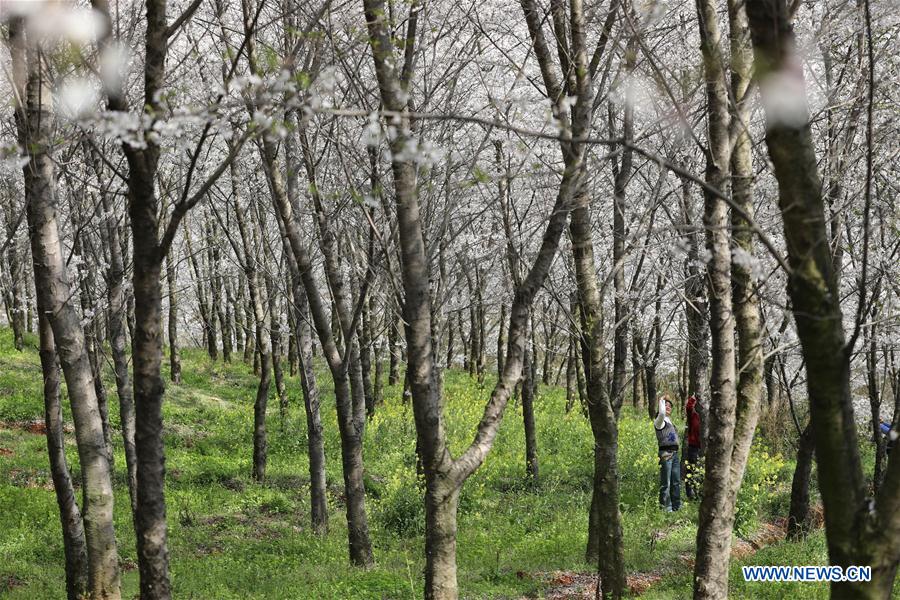 CHINA-GUIZHOU-CHERRY BLOSSOM-TOURISM (CN)