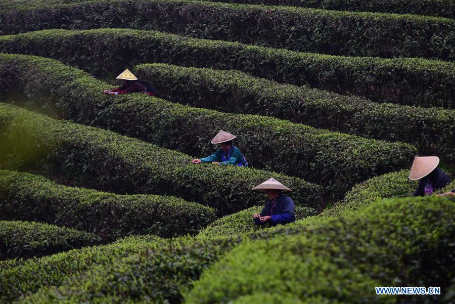 #CHINA-GUIZHOU-TEA PROCESSING (CN)