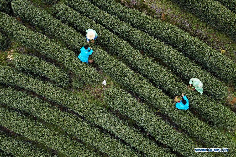 CHINA-HANGZHOU-TEA GARDEN (CN)