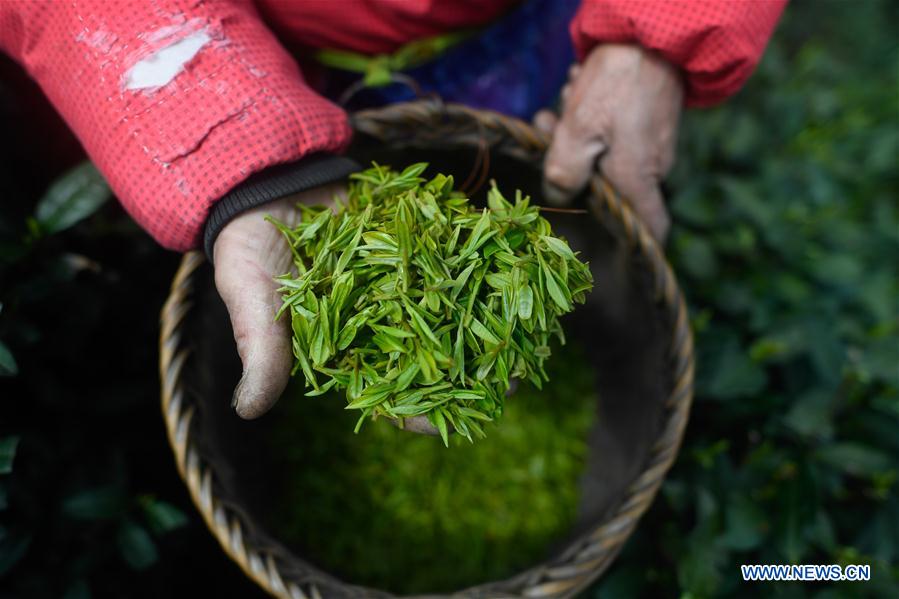 CHINA-HANGZHOU-TEA GARDEN (CN)