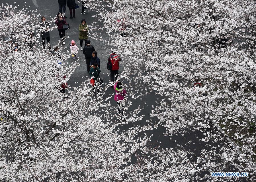 CHINA-NANJING-CHERRY BLOSSOM(CN)