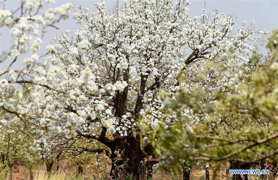 CHINA-YUNNAN-PEAR BLOSSOMS (CN)