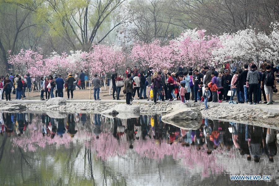 CHINA-BEIJING-CHERRY BLOSSOM (CN)