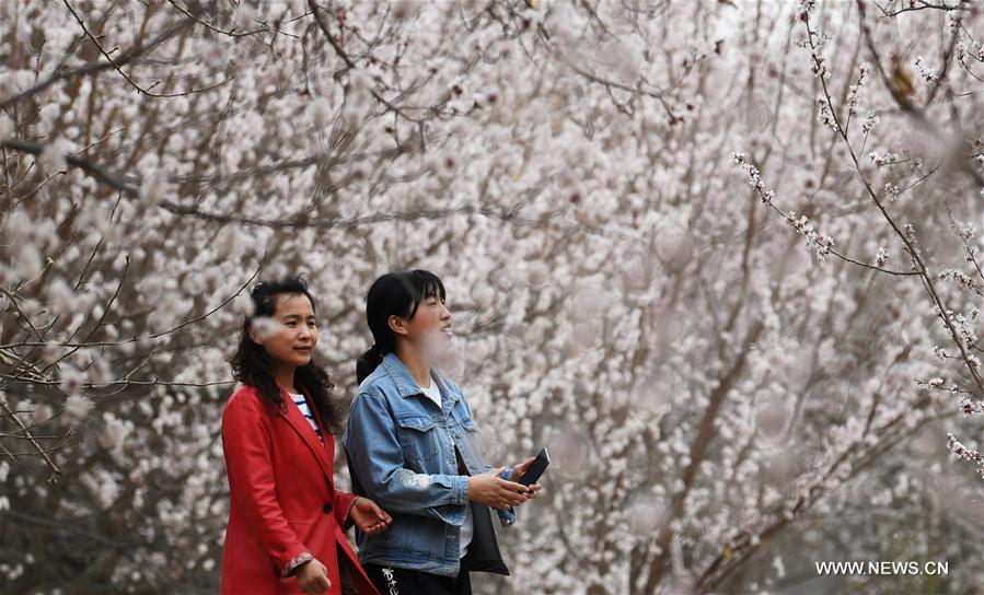 CHINA-GANSU-DUNHUANG-APRICOT BLOSSOM (CN)