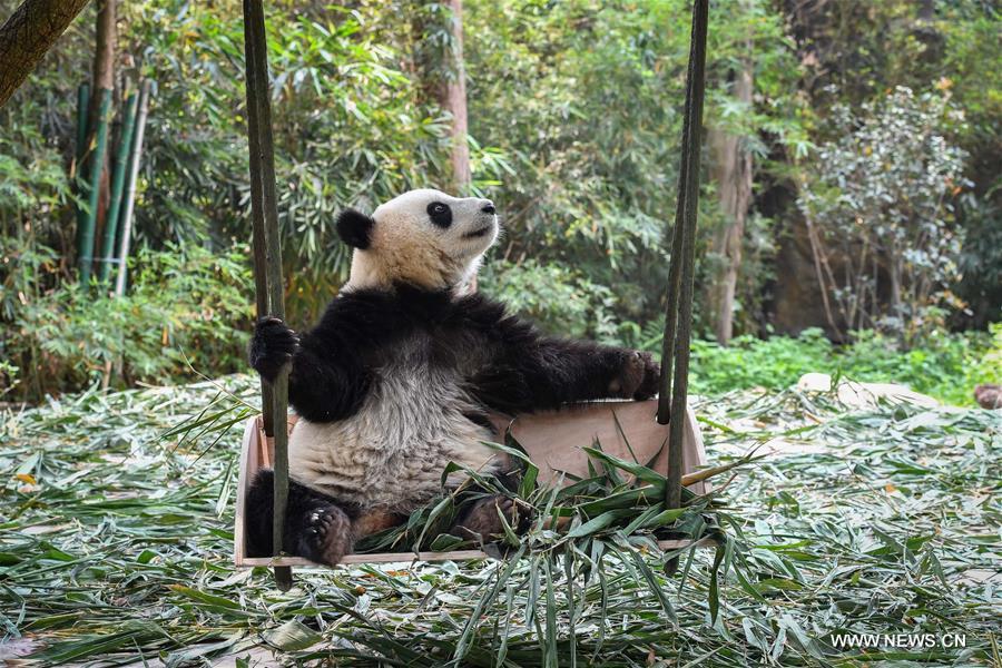 CHINA-GUANGZHOU-GIANT PANDA TWINS (CN)