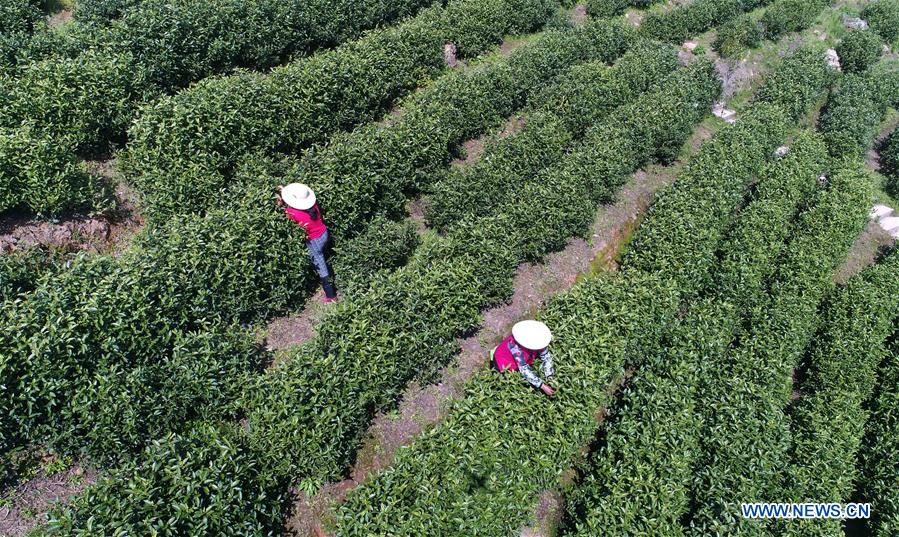 CHINA-JIANGXI-TEA GARDEN (CN)