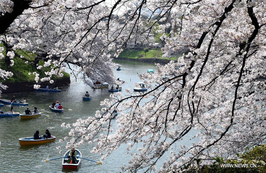 JAPAN-TOKYO-CHERRY BLOSSOMS-PETALS