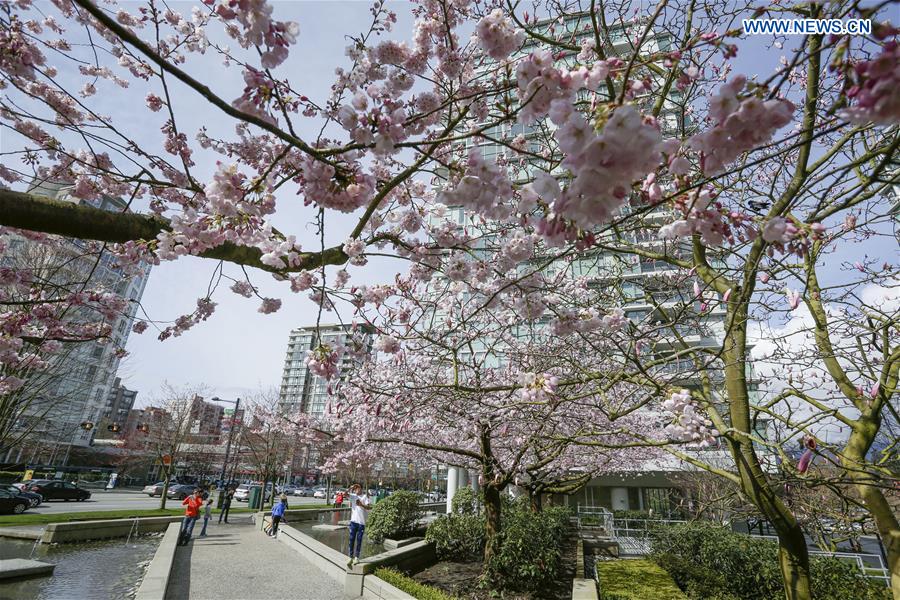 CANADA-VANCOUVER-CHERRY BLOSSOM