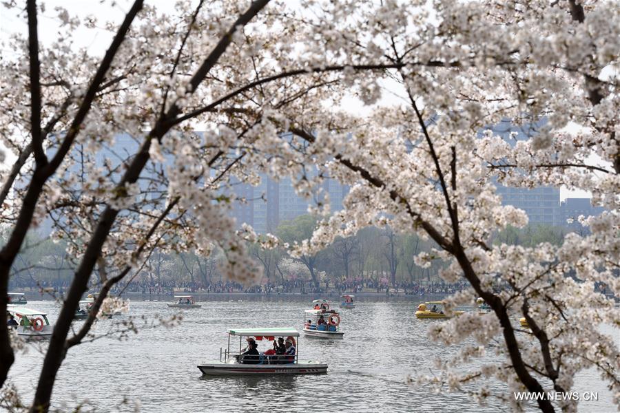 CHINA-BEIJING-CHERRY BLOSSOMS (CN)