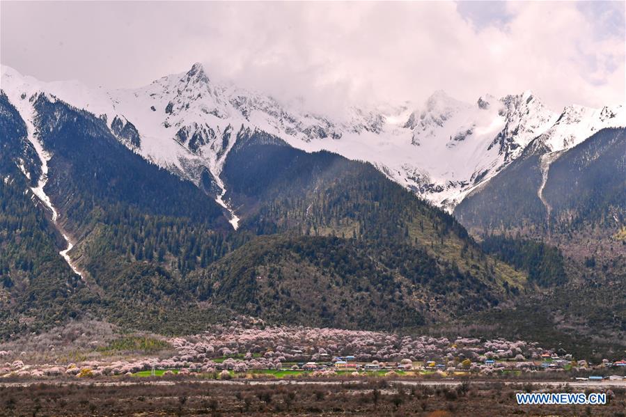 CHINA-TIBET-BOMI-PEACH BLOSSOM (CN)