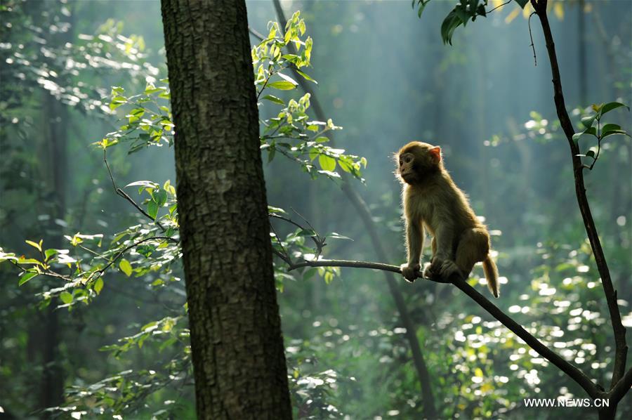 CHINA-GUIZHOU-MACAQUE (CN)