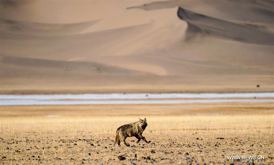 CHINA-XINJIANG-ALTUN MOUNTAINS-WILDLIFE-LANDSCAPE (CN)