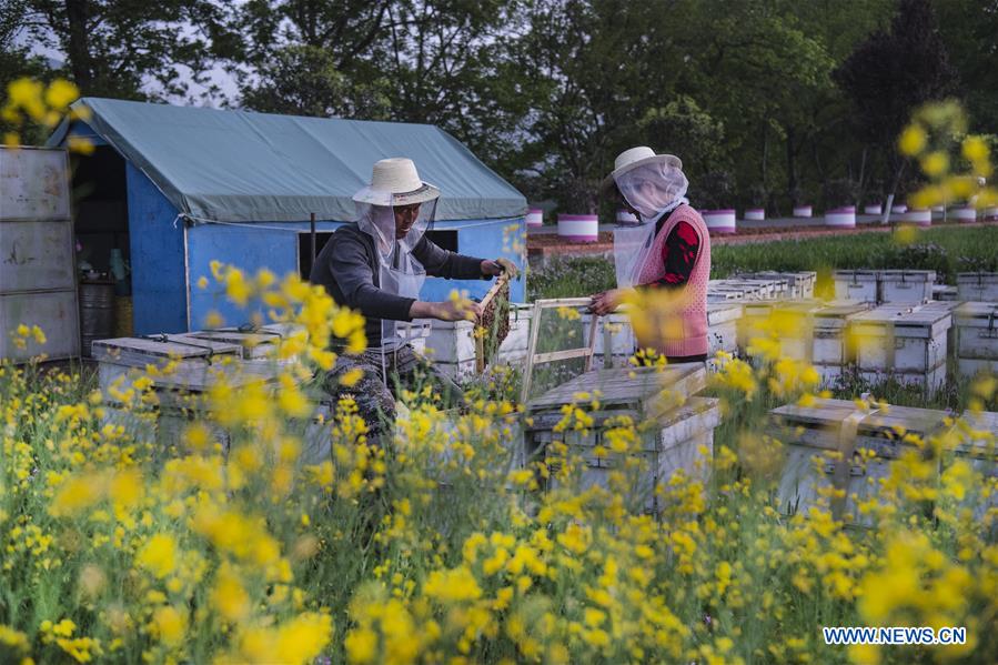 CHINA-SHAANXI-HANZHONG-FLOWER ECONOMY (CN)