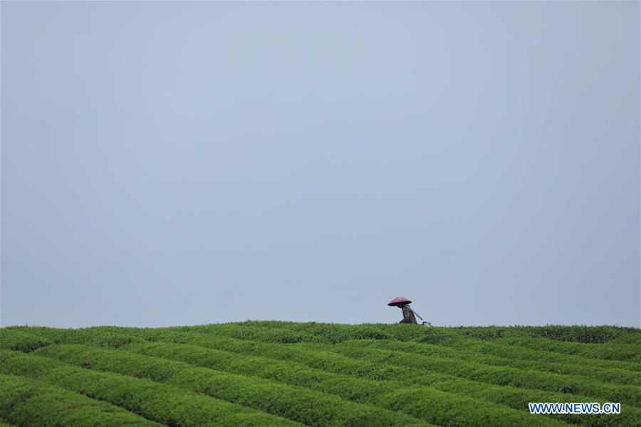 CHINA-MEITAN-TEA GARDEN(CN)