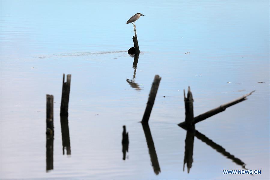 PHILIPPINES-PARANAQUE CITY-WETLANDS-BIRDS