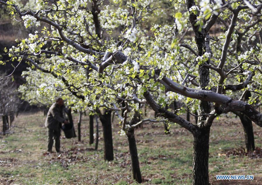 #CHINA-HEBEI-PEAR BLOSSOM (CN)