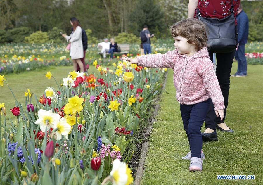 BELGIUM-BRUSSELS-SPRING-FLOWER-DALIYLIFE