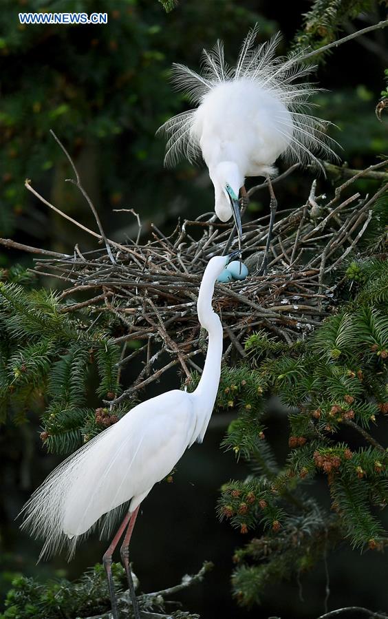 CHINA-JIANGXI-NANCHANG-EGRETS (CN)