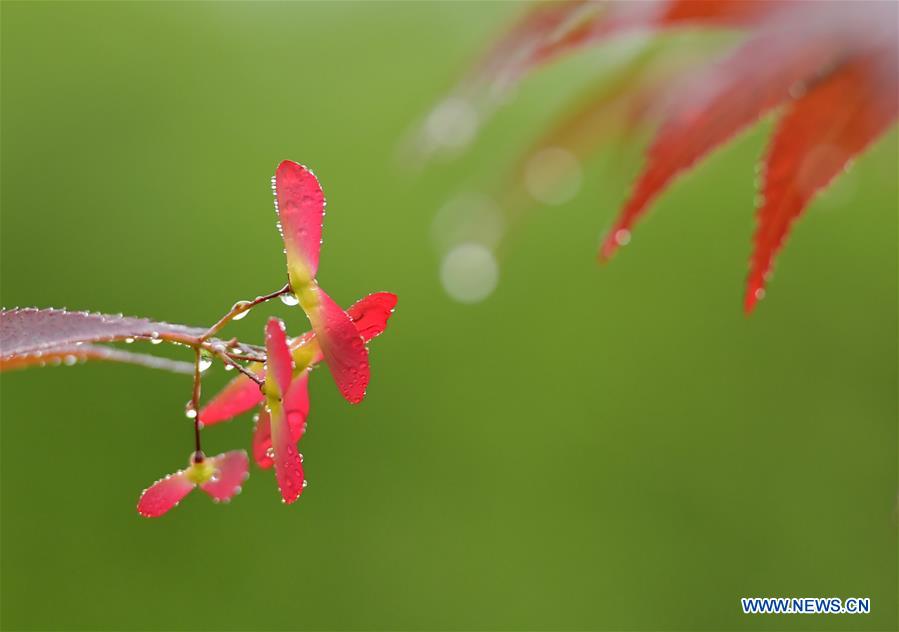 #CHINA-HUBEI-ENSHI-SCENERY (CN)