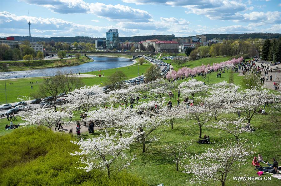 LITHUANIA-VILNIUS-CHERRY BLOSSOMS