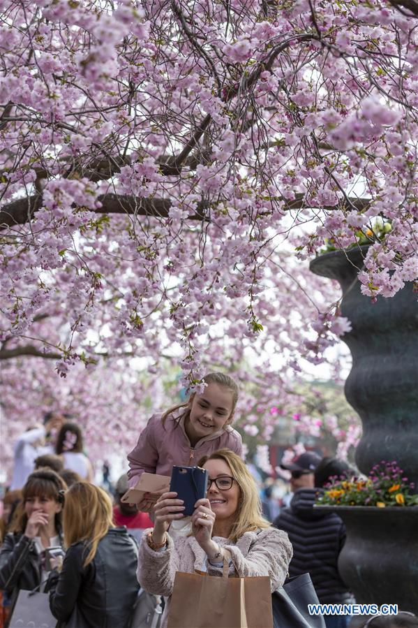 SWEDEN-STOCKHOLM-CHERRY BLOSSOM